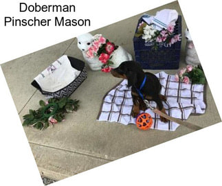 Doberman Pinscher Mason