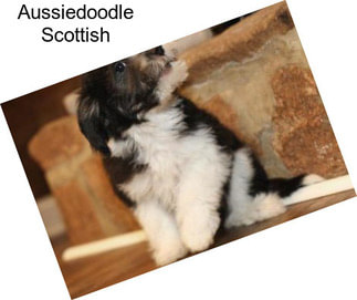 Aussiedoodle Scottish