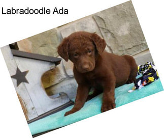 Labradoodle Ada