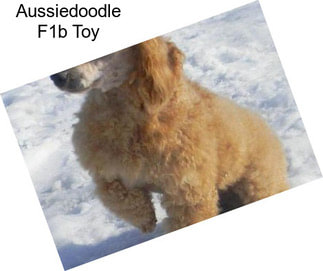 Aussiedoodle F1b Toy