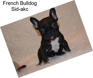 French Bulldog Sid-akc
