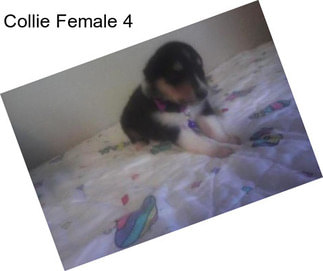 Collie Female 4