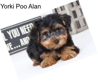 Yorki Poo Alan