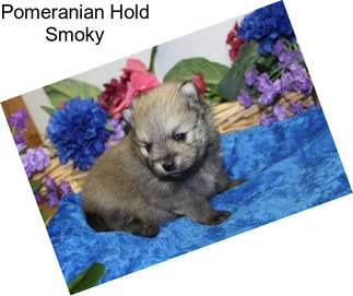 Pomeranian Hold Smoky