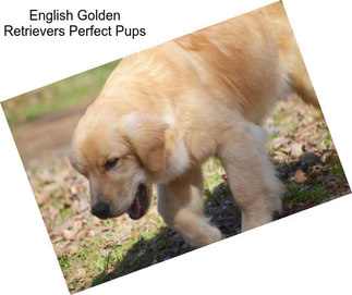 English Golden Retrievers Perfect Pups