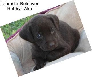 Labrador Retriever Robby - Akc