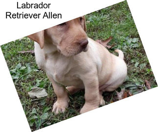 Labrador Retriever Allen
