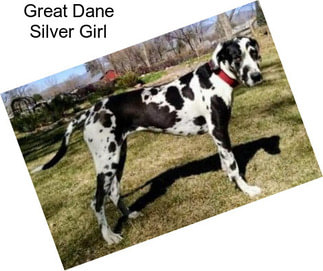 Great Dane Silver Girl