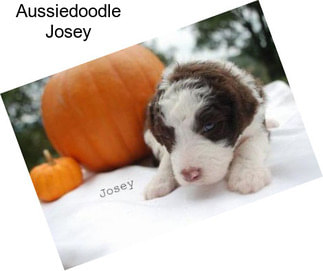 Aussiedoodle Josey