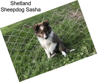 Shetland Sheepdog Sasha