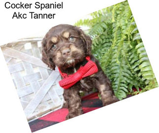 Cocker Spaniel Akc Tanner