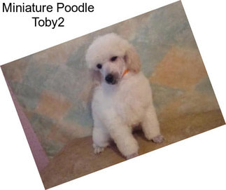 Miniature Poodle Toby2