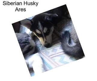 Siberian Husky Ares