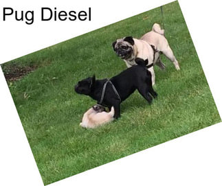 Pug Diesel