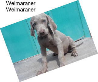Weimaraner Weimaraner