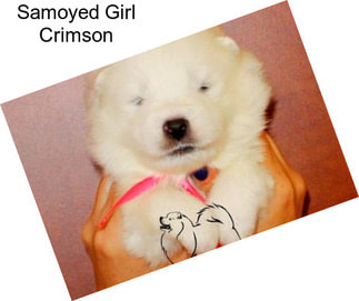 Samoyed Girl Crimson
