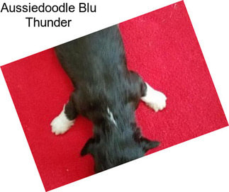 Aussiedoodle Blu Thunder