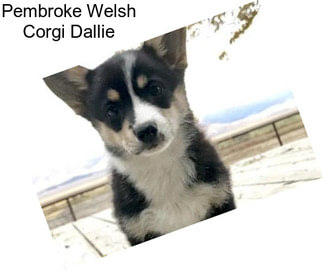 Pembroke Welsh Corgi Dallie