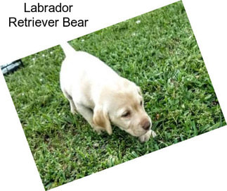 Labrador Retriever Bear