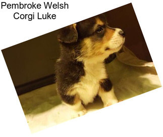 Pembroke Welsh Corgi Luke