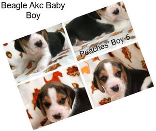 Beagle Akc Baby Boy