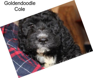 Goldendoodle Cole