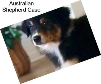 Australian Shepherd Case