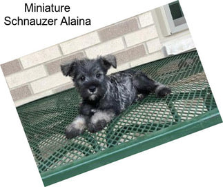 Miniature Schnauzer Alaina