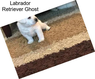 Labrador Retriever Ghost