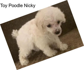 Toy Poodle Nicky