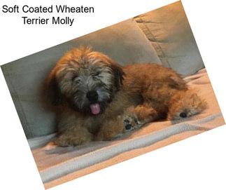 Soft Coated Wheaten Terrier Molly