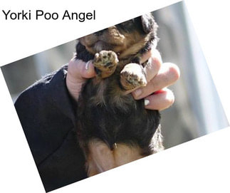 Yorki Poo Angel