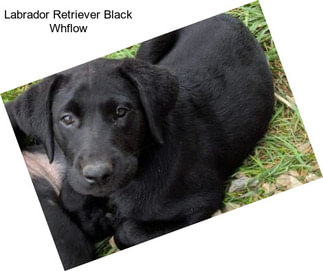 Labrador Retriever Black Whflow