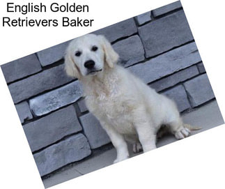 English Golden Retrievers Baker