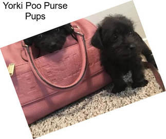 Yorki Poo Purse Pups