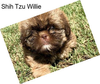 Shih Tzu Willie