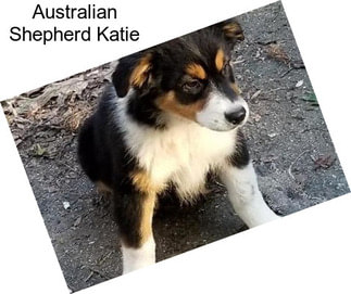 Australian Shepherd Katie