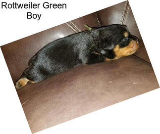 Rottweiler Green Boy