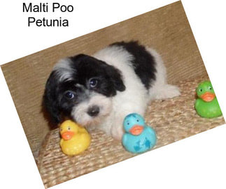 Malti Poo Petunia