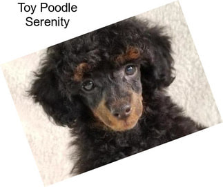 Toy Poodle Serenity