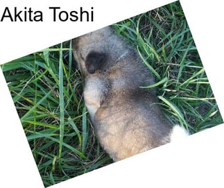 Akita Toshi