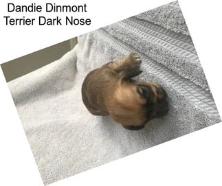 Dandie Dinmont Terrier Dark Nose