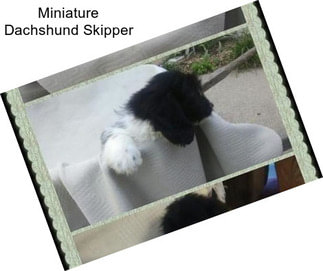 Miniature Dachshund Skipper