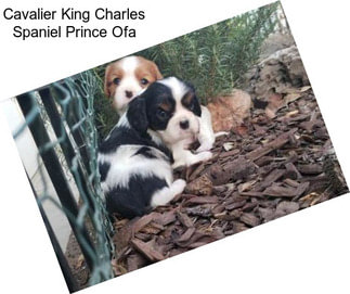 Cavalier King Charles Spaniel Prince Ofa