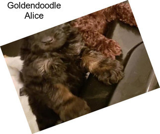 Goldendoodle Alice