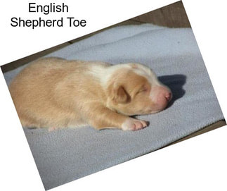 English Shepherd Toe