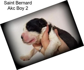 Saint Bernard Akc Boy 2