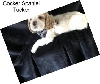 Cocker Spaniel Tucker