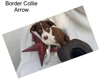 Border Collie Arrow