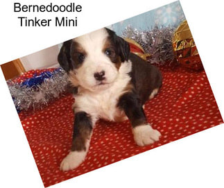 Bernedoodle Tinker Mini